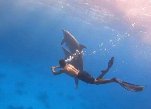 VIP pour les Dauphins