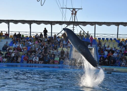 Spectacle de dauphin