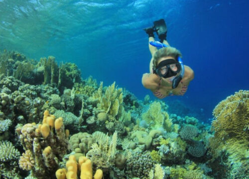 Snorkeling en mer Rouge : guide pour débutants