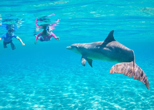 Snorkeling à Dolphin House