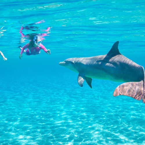 Snorkeling à Dolphin House