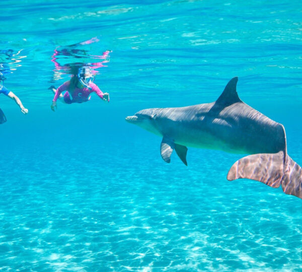 Snorkeling à Dolphin House