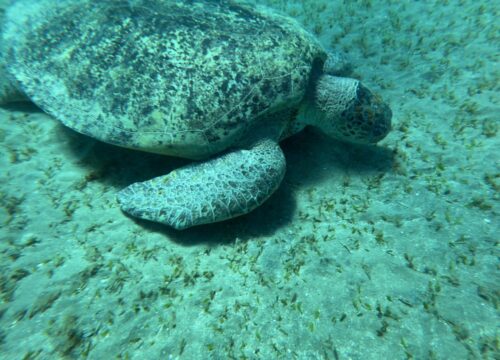Excursion de nage avec les tortues à Abu Dabbab
