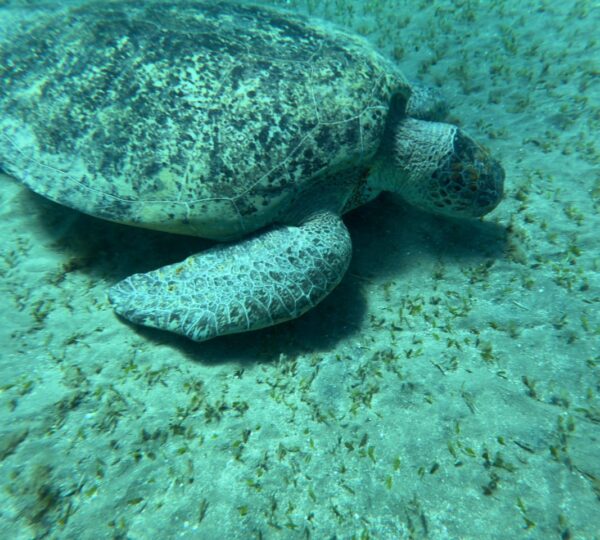 Excursion de nage avec les tortues à Abu Dabbab
