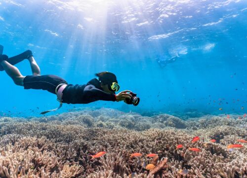 Activités marines en Égypte : snorkeling, dauphins et excursions sur les îles