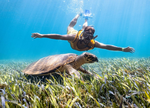 Les Meilleures Sorties en Mer pour Débutants : Snorkeling, Bateaux Lents et Récifs Faciles