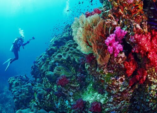 Les plus beaux sites de snorkeling et de plongée en mer Rouge – Le guide complet pour explorer les fonds marins d’Égypte