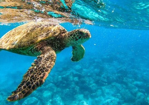 Les animaux fascinants de la mer Rouge : à la découverte des dauphins, des tortues marines et des récifs coralliens