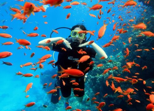 Plongée en mer Rouge : pourquoi l’Égypte attire les passionnés du monde entier ?
