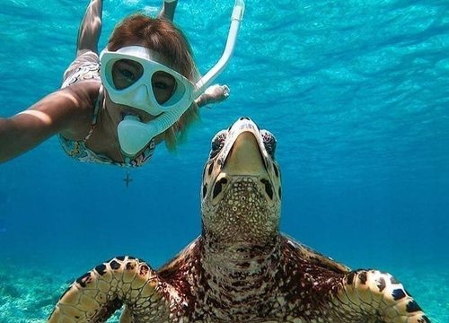 Tortues marines en Égypte : où et comment les observer ?