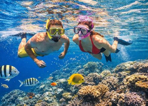 Snorkeling ou plongée ? Quelle expérience choisir en mer Rouge ?