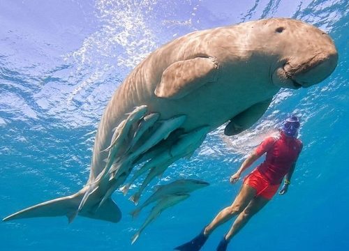 Marsa Mubarak : comprendre son environnement marin avant de partir