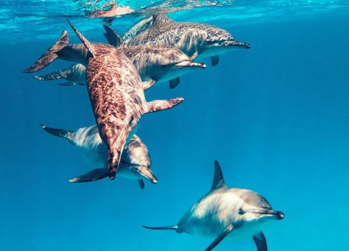Observer les dauphins en Égypte : comment profiter de cette expérience avec respect ?