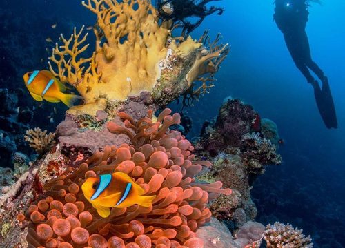 Les récifs coralliens de la mer Rouge – Un monde sous-marin fascinant