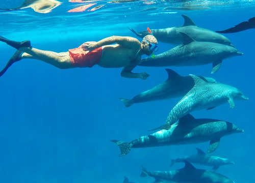 Snorkeling à Dolphin House – Une aventure inoubliable dans la mer Rouge