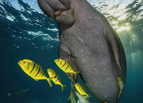 Marsa Mubarak – À la rencontre des tortues marines et des dugongs
